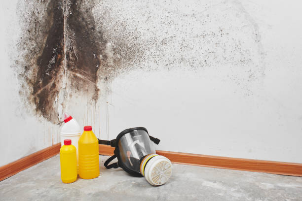 Best Emergency Mold Remediation in Bolinas, CA