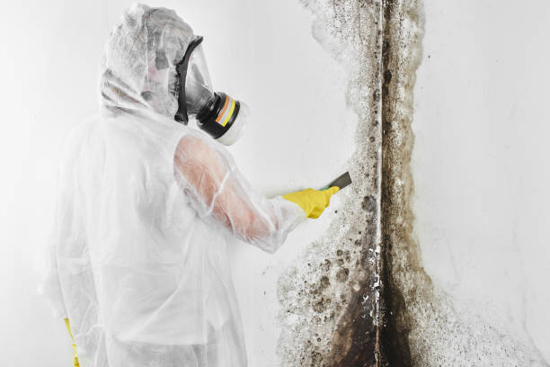 Best Basement Mold Remediation in Bolinas, CA