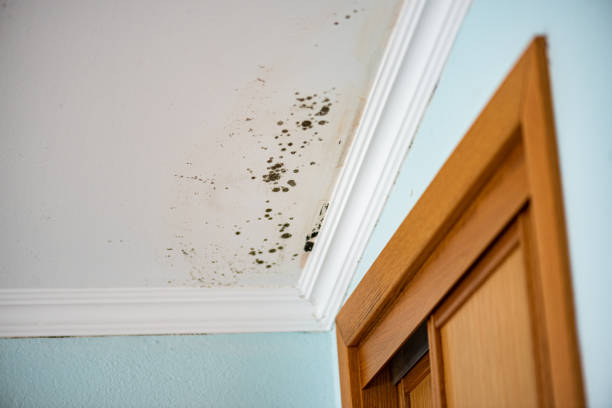 Best Commercial Mold Remediation in Bolinas, CA