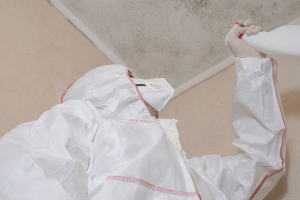 Best Insurance-Related Mold Remediation in Bolinas, CA
