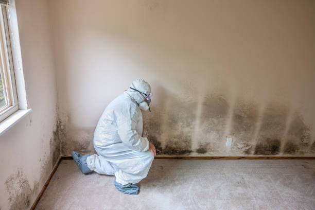 Best Attic Mold Remediation in Bolinas, CA