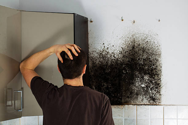 Best Residential Mold Remediation in Bolinas, CA