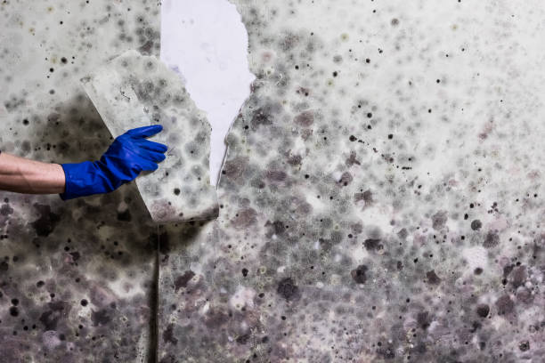 Best Bathroom Mold Remediation in Bolinas, CA